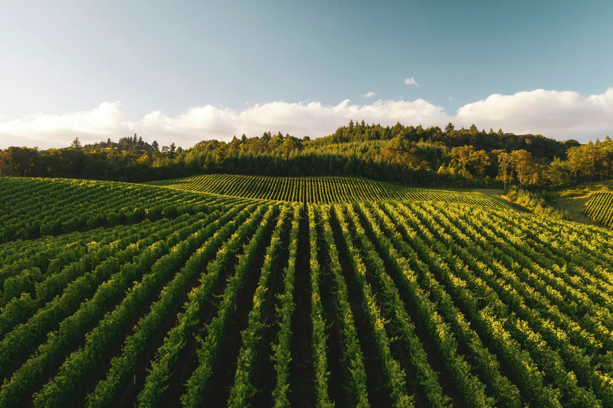 Rows of crops across rolling farmland