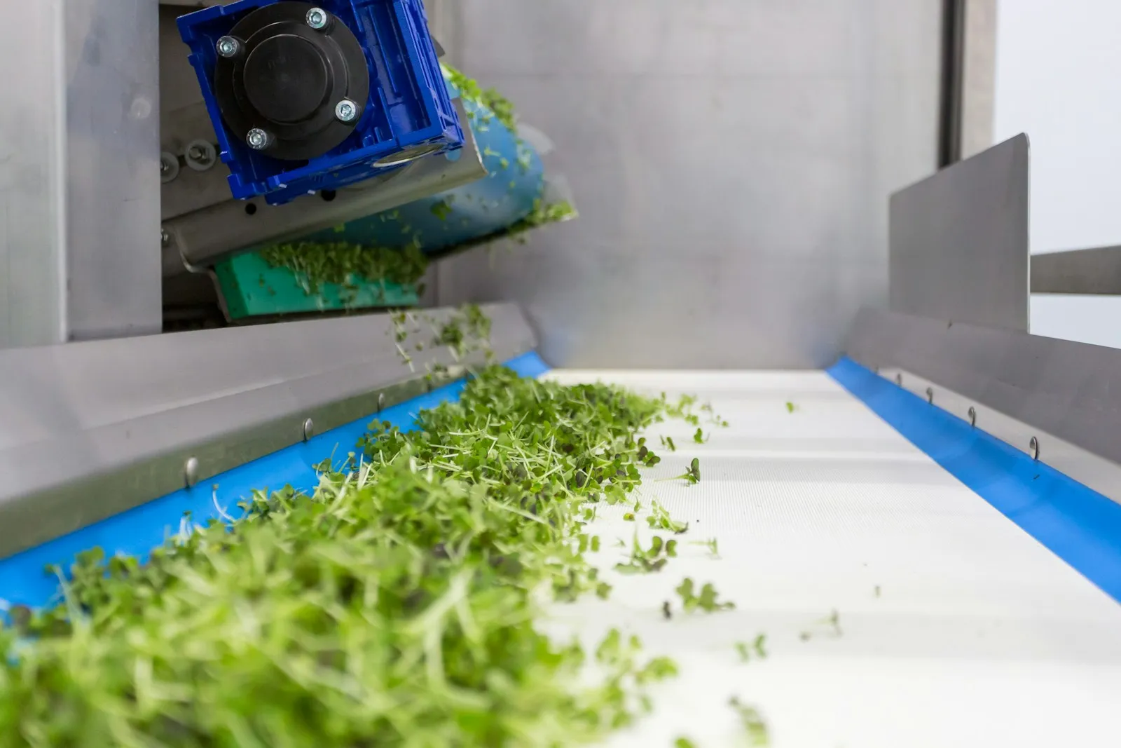 Fresh herbs moving along a stainless steel conveyor