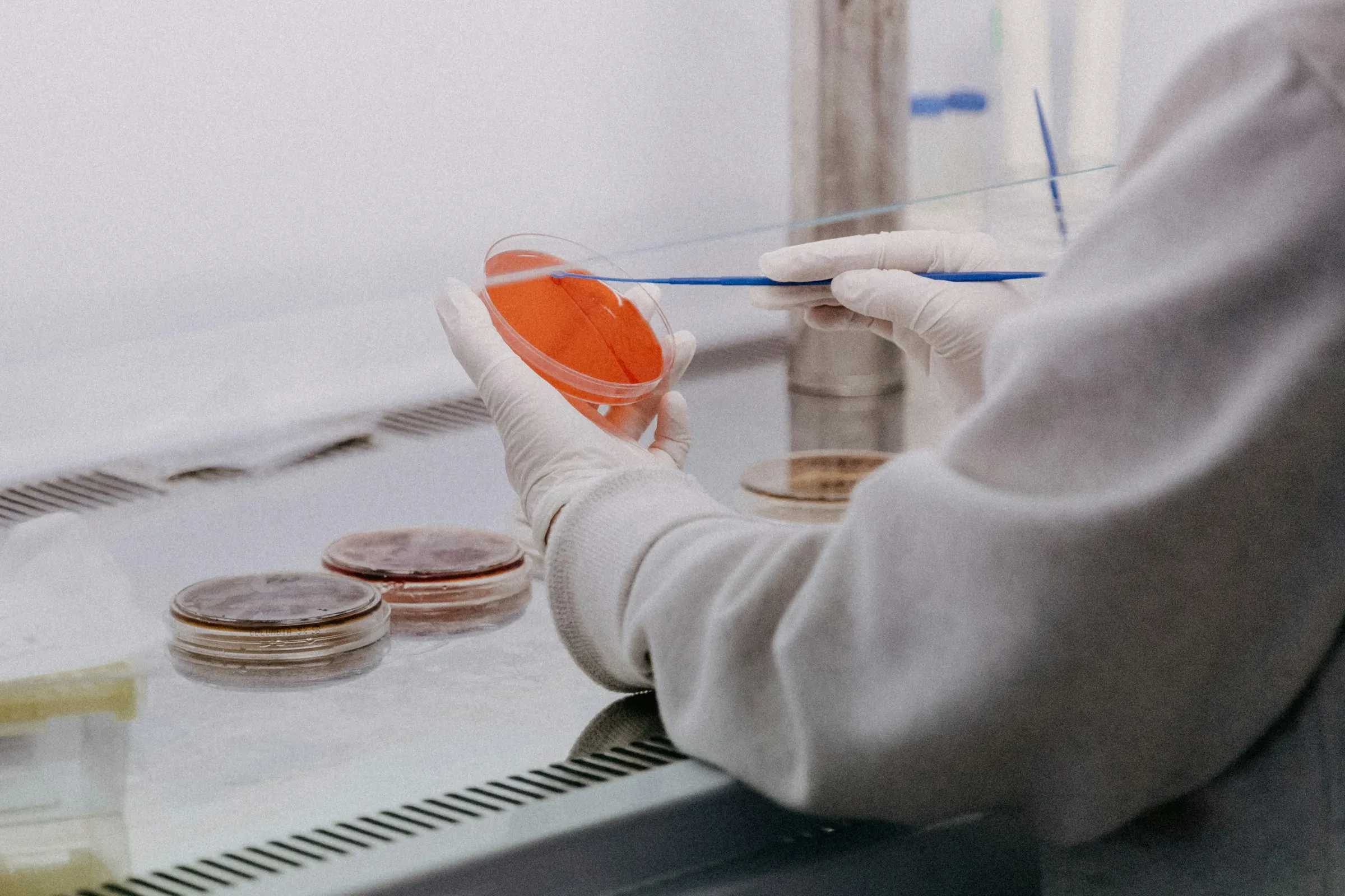 Gloved hand holding a petri dish in a laboratory